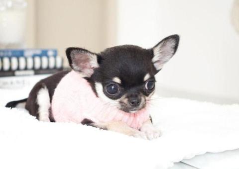 Pui Chihuahua disponibili pentru relocare