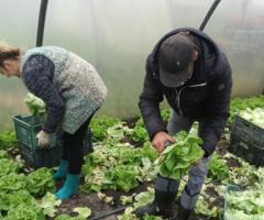 Требуются рабочие для сезонной работы с овощами, Польша