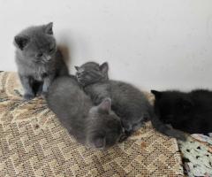 Отдаю в добрые руки. Кот или кошечка.