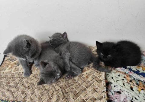 Отдаю в добрые руки. Кот или кошечка.