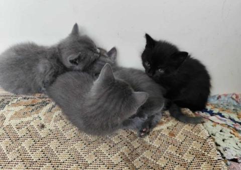 Отдаю в добрые руки. Кот или кошечка.