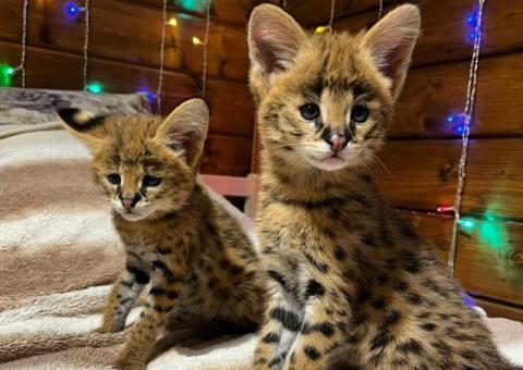 Котята породы Саванна F1 и F2 в наличии