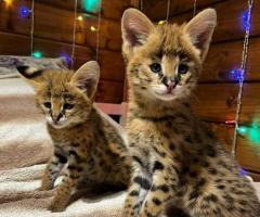 Котята породы Саванна F1 и F2 в наличии