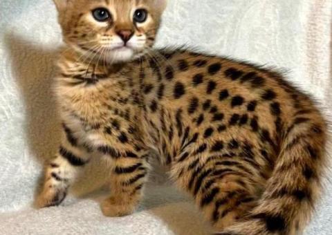 Котята породы Саванна F1 и F2 в наличии